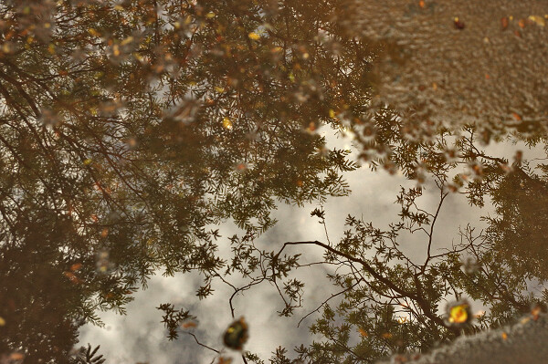 reflection