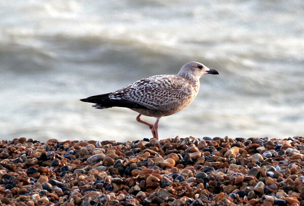 Seagull