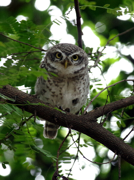 spotted owlet