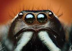 Adult male Paraphidippus aurantius jumping spider