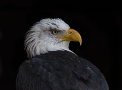 Bald Eagle - Awarded Photo of the Week