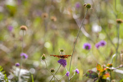 Bokeh and Butterfly - Awarded Photo of the Week