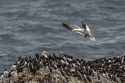 Coming home... to an audience! - Awarded Photo of the Week