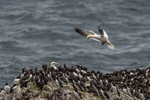 Coming home... to an audience! - Awarded Photo of the Week