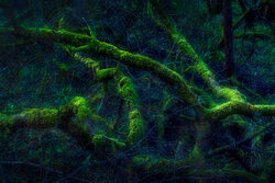 Deep Spooky Entanglement - Awarded Photo of the Week
