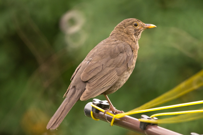 Tamron Adaptall 500mm Mirror Lens