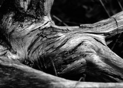 Fallen - Awarded Photo of the Week