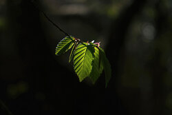 Fresh from the bud - Awarded Photo of the Week