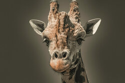Giraffe - Awarded Photo of the Week