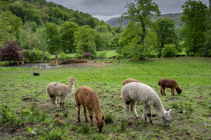 Grazing - Awarded Photo of the Week