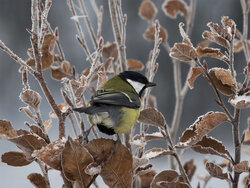 Great Tit - Awarded Photo of the Week