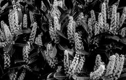 Hedge in full bloom - Awarded Photo of the Week