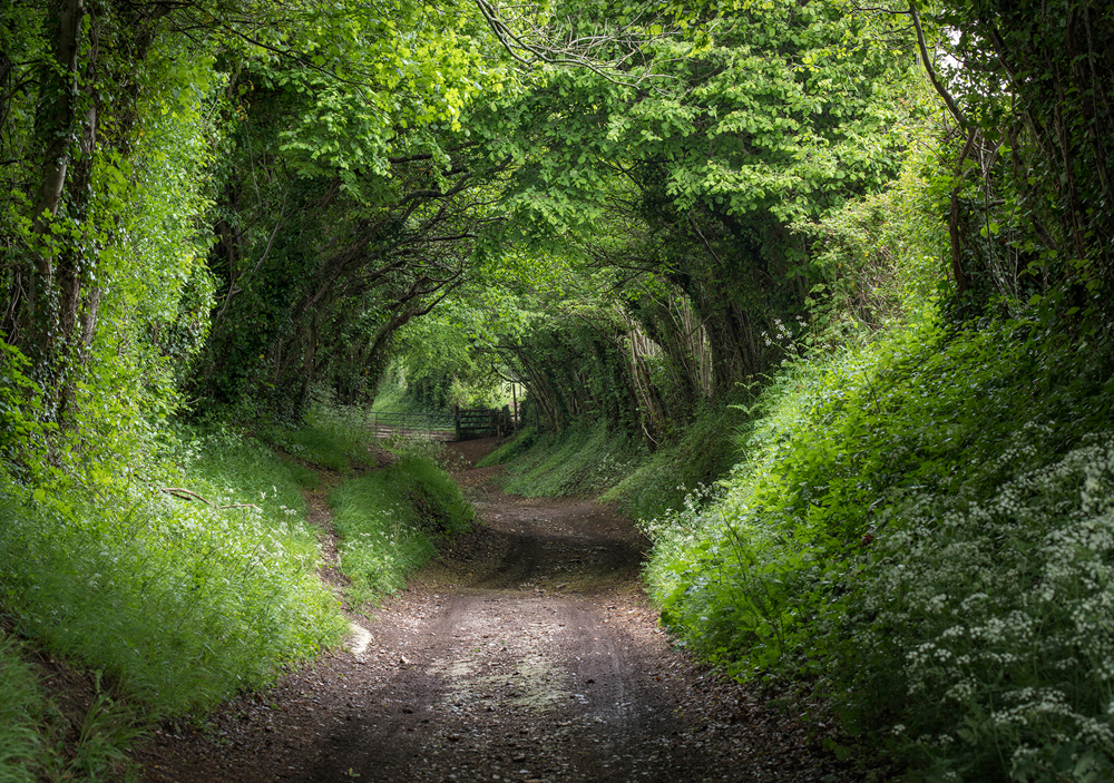 Halnaker Holloway Halnaker Holloway