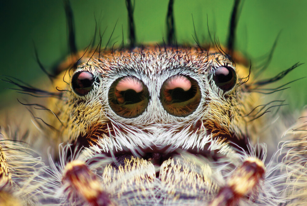 Adult female Phidippus putnami