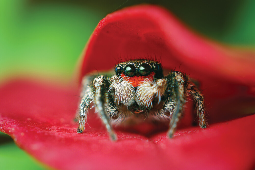 Habronattus Coecatus in Leaves