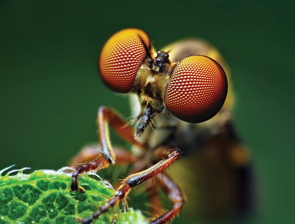 Holocephala fusca Robber Fly