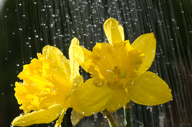 Flowers rain