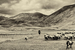 Lone Shepherd - Awarded Photo of the Week