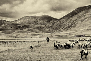 Lone Shepherd - Awarded Photo of the Week