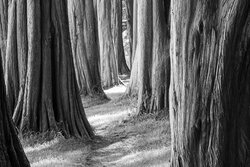 Monterey Cypress - Awarded Photo of the Week