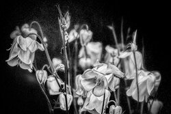 More From The Talcum Series - Awarded Photo of the Week