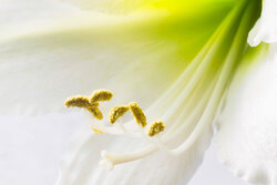 Pastel, possibly. - Awarded Photo of the Week