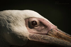 Pelican - Awarded Photo of the Week