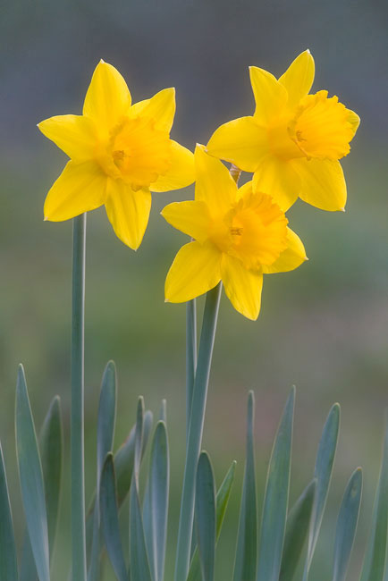 Daffodils Daffodils