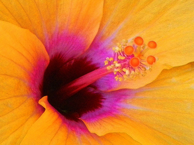 Flower Art Flower Art