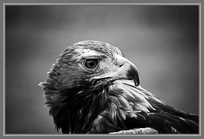 Golden Eagle Golden Eagle