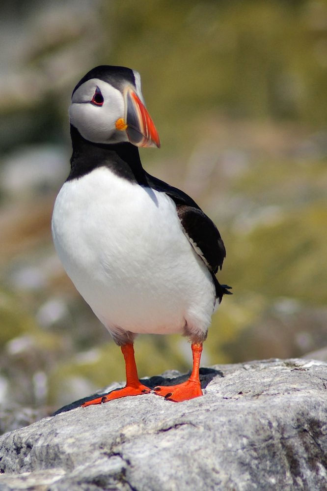 Puffin Puffin