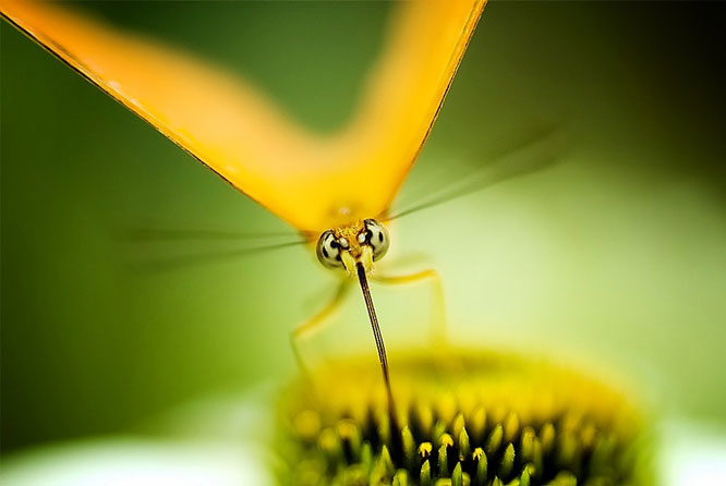 Sunshine Butterfly Sunshine Butterfly