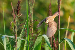 Reed Warbler looking for breakfast - Awarded Photo of the Week