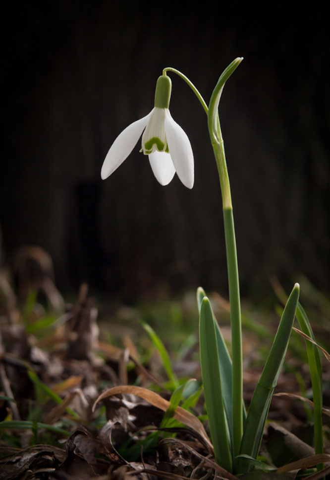 Snowdrop Snowdrop