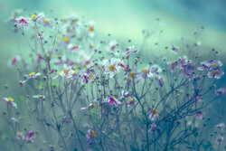 Sweet Dreams (Are Made of This) - Awarded Photo of the Week