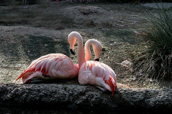 The Pair - Awarded Photo of the Week