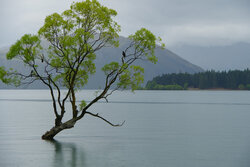 The Wanaka Tree - Awarded Photo of the Week
