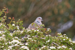 Turtle Dove - Awarded Photo of the Week