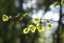 Woodland Bokeh - Awarded Photo of the Week